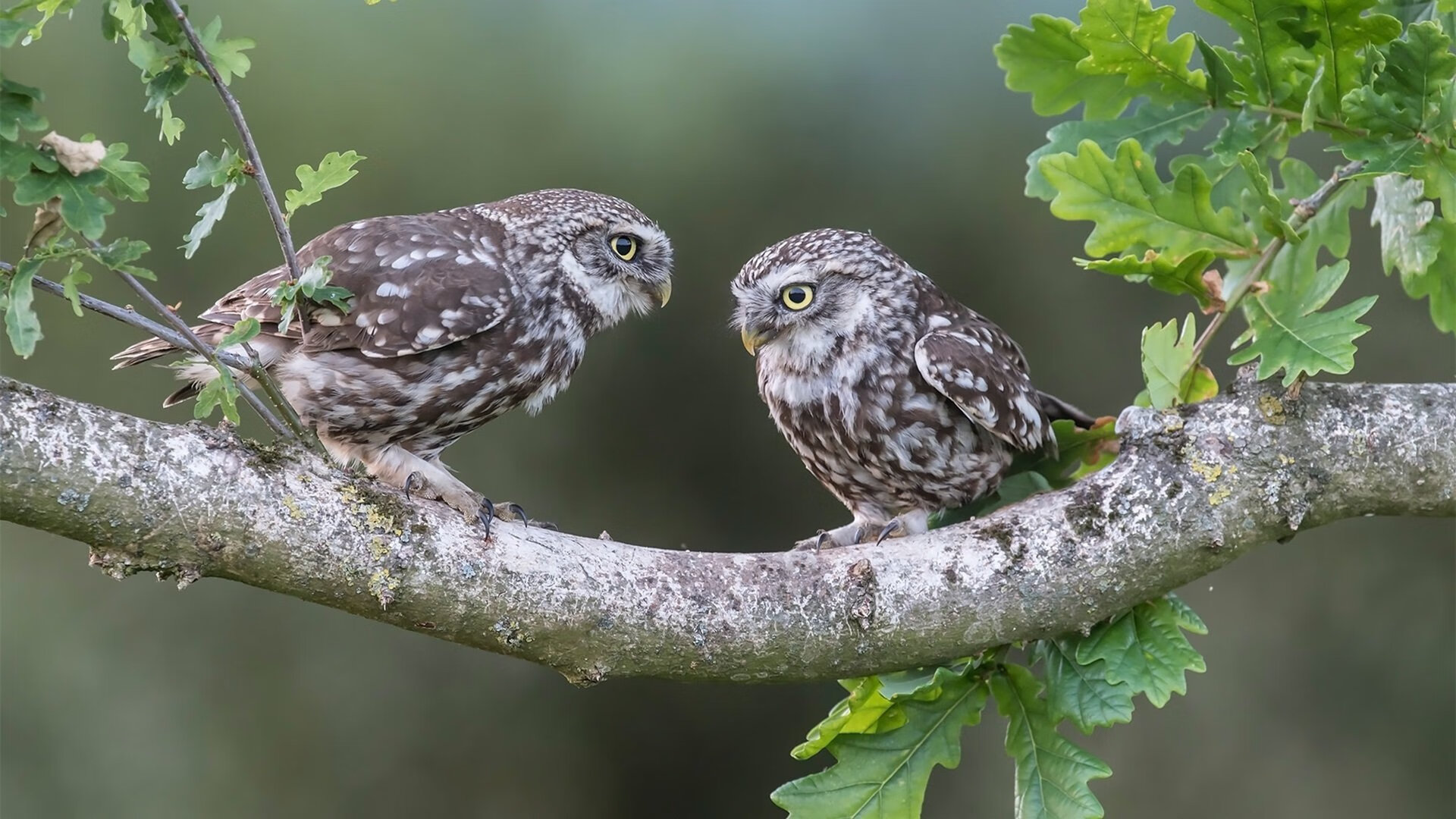 努涅斯冠军级表现闪耀全场,希腊力克芬兰锁定关键胜利